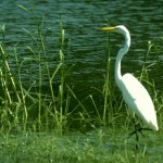 19 NIGHT HERON