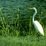 97 SPRINGWOOD - HILTON HEAD